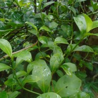 Psychotria sarmentosa Blume